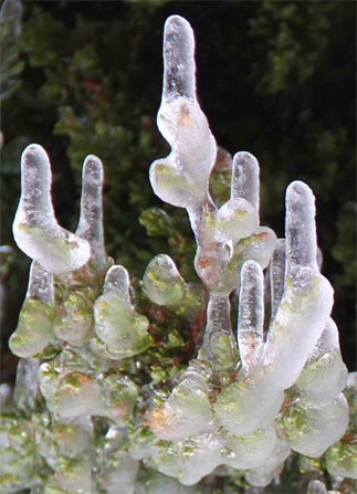 Austin Texas Artist DAPACU
The Ice Art Exhibition 2021