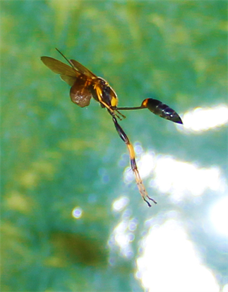 Austin Texas Wildlife Photography By Artist DAPACU