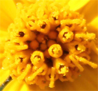 Macro Photo By DAPACU Artist. Austin Tx.