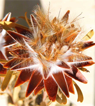 Real Flower By DAPACU Artist. Austin Texas Photographer.