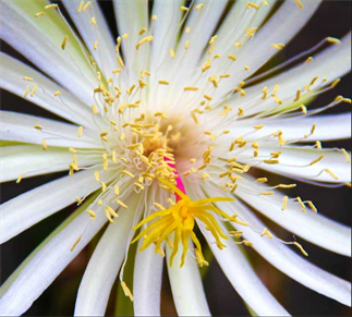 Flora Photography By Artist DAPACU.