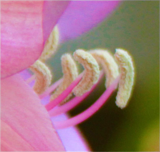 DAPACU Flora Photography